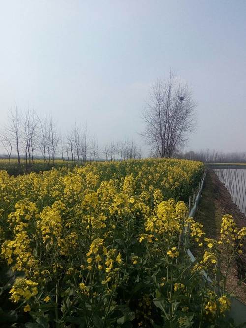 监利最近十五天天气，监利最近十五天天气预报？  第4张