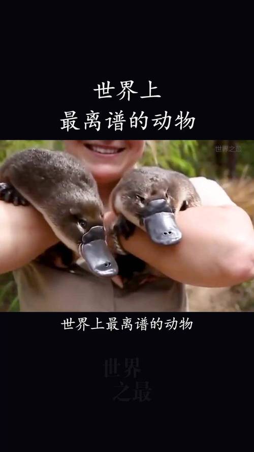 世界上最恶心的动物？世界上最恶心的东西是什么动物？  第1张