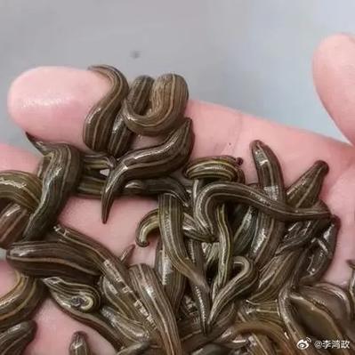 世界上最恶心的动物？世界上最恶心的东西是什么动物？  第5张