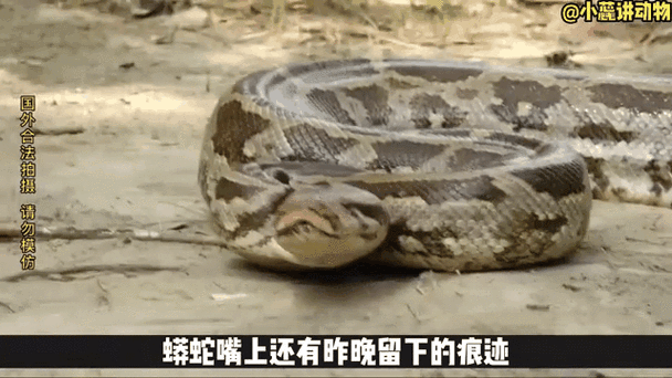 世界巨蛇图片，世界巨大的蛇图片  第4张