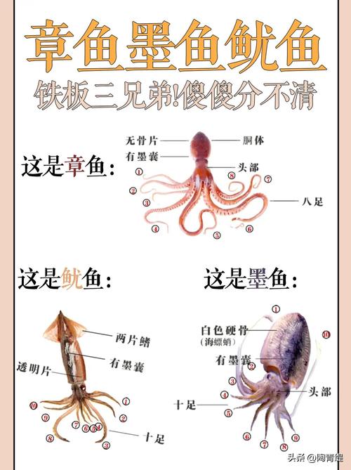 巨型章鱼vs大王乌贼，火鲨vs毒鲨vs巨齿鲨  第2张