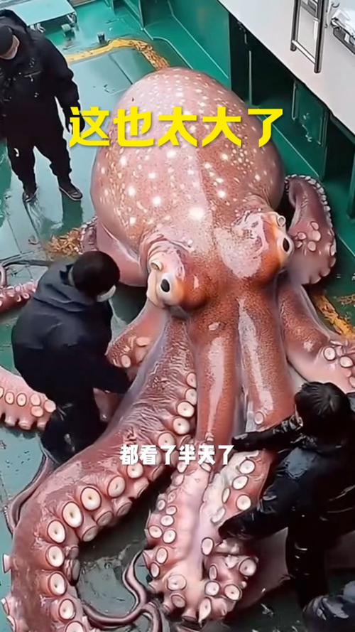 巨型章鱼vs大王乌贼，火鲨vs毒鲨vs巨齿鲨  第3张
