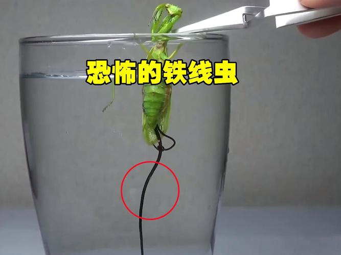前十最恐怖的虫子，最恐怖的虫的照片  第5张