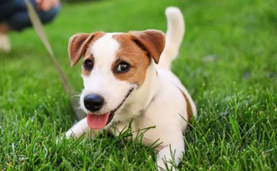 人面狗图片恐怖？人面犬的图案？  第2张