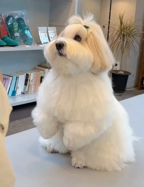 人面狗图片恐怖？人面犬的图案？  第3张