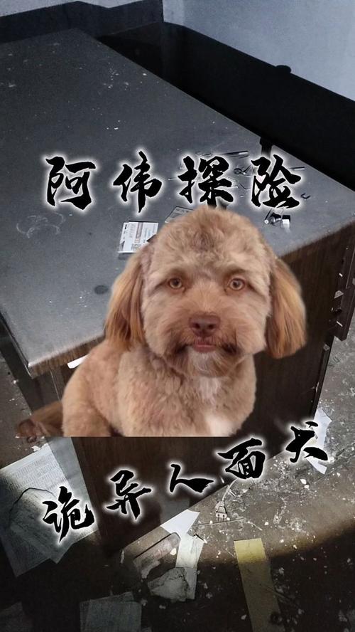 人面狗图片恐怖？人面犬的图案？  第4张