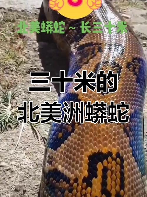 红海巨蛇全程视频？红海巨蛇百度百科？  第2张