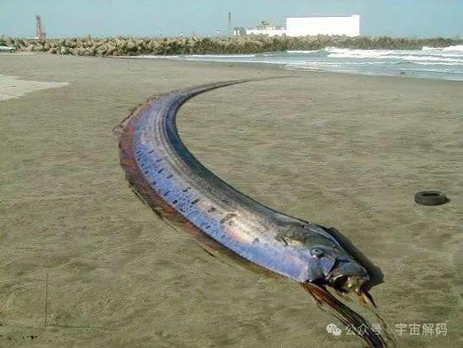 红海巨蛇全程视频？红海巨蛇百度百科？  第1张