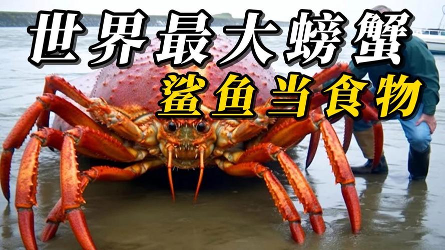 世界上最大的螃蟹长什么样，世界最大的螃蟹长什么样子？  第3张