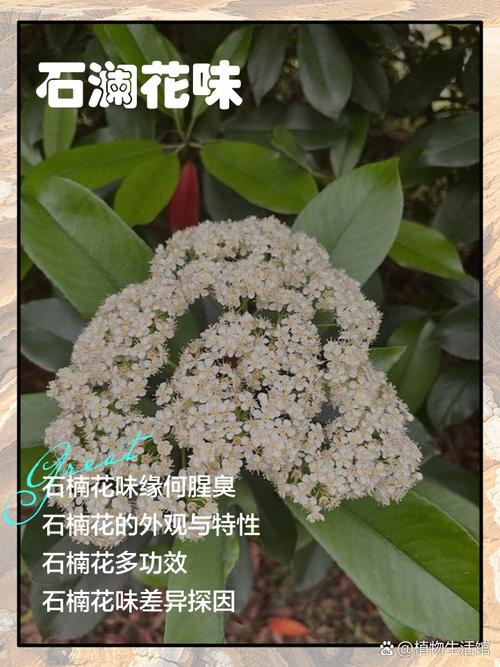 石楠花的味道？石楠花的味道是什么意思？  第3张