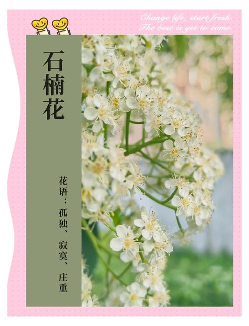 石楠花的味道？石楠花的味道是什么意思？  第4张