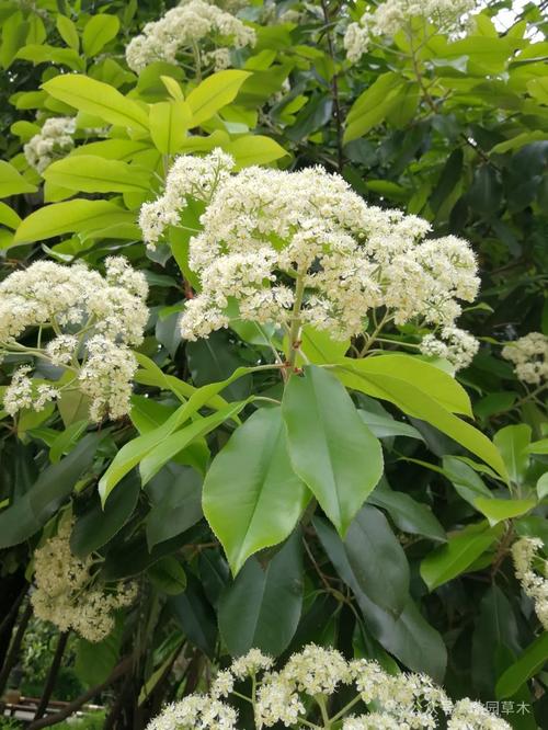 石楠花的味道？石楠花的味道是什么意思？  第6张