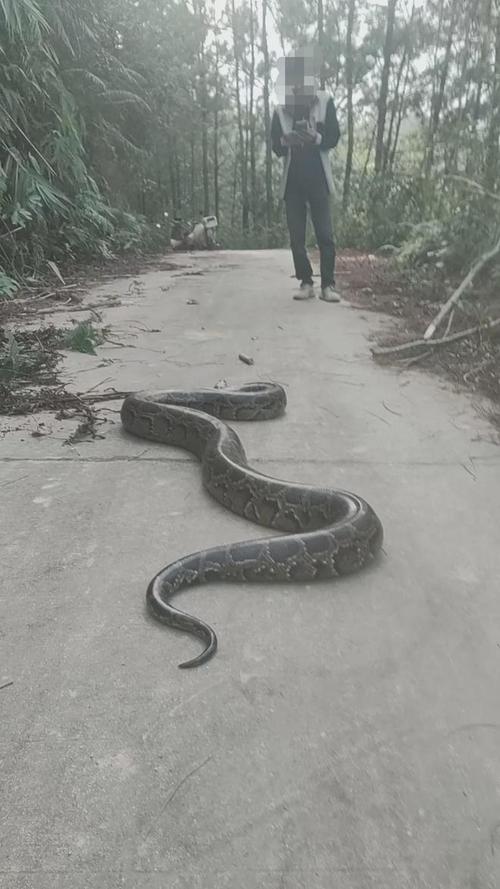 红海巨蛇真实视频，红海大蛇事件  第5张