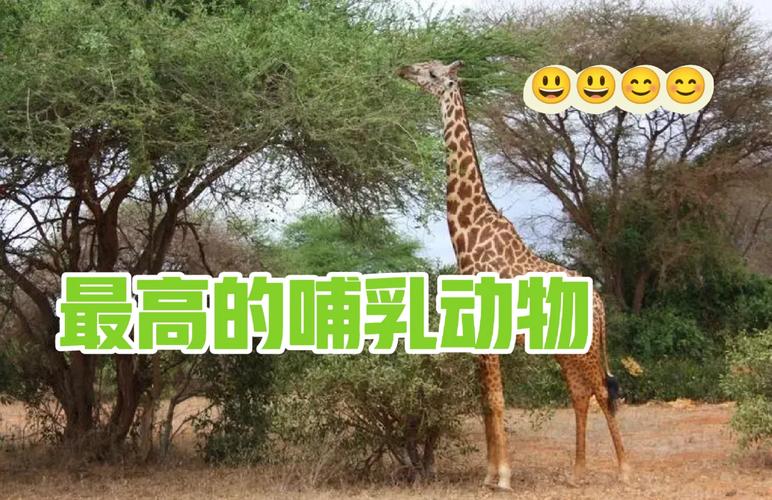 史上出现过最大的动物，史上最大动物排名榜前十名？  第5张