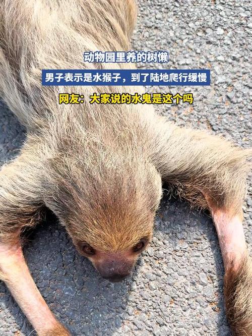 水猴子真实存在吗，传说中的水猴子存在吗  第4张