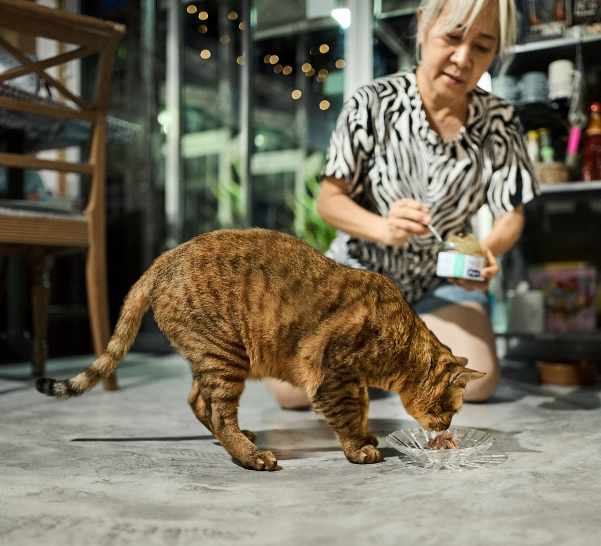 猫脸老太最后真实图片，猫脸老太图片是真的吗？  第4张