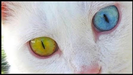 动物阴阳眼是真的吗？动物的眼睛能看到鬼吗？  第1张