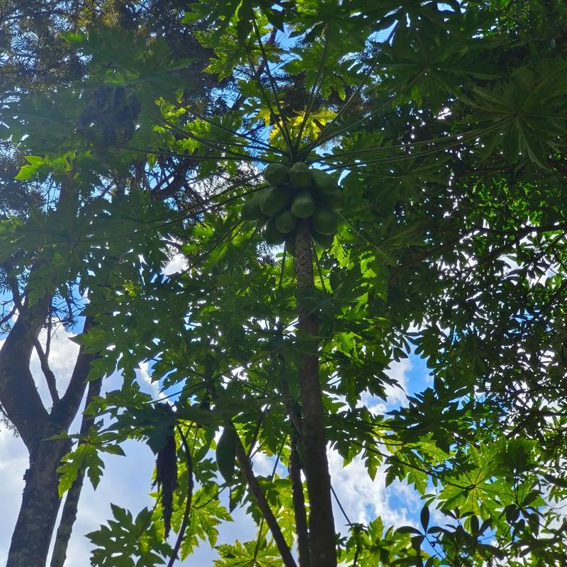 西双版纳的天气预测？看看西双版纳的天气预报？  第4张