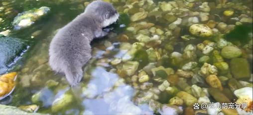 水獭为什么会拖人下水，水獭为什么会拖人下水呢  第1张