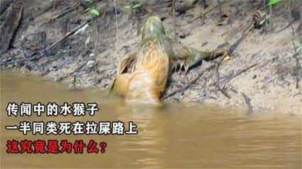 水獭为什么会拖人下水，水獭为什么会拖人下水呢  第2张