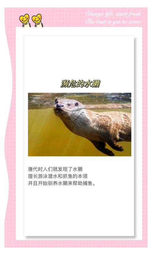 水獭为什么会拖人下水，水獭为什么会拖人下水呢  第4张