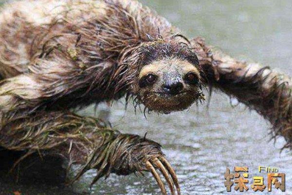 水獭为什么会拖人下水，水獭为什么会拖人下水呢  第5张