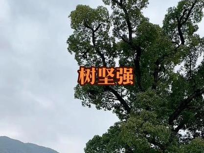 沂南苏村镇天气预报，沂南县苏村镇领导班子成员  第1张