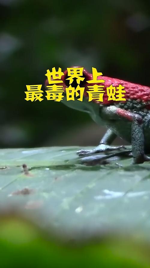 黄金箭毒蛙可以吃吗，黄金箭毒蛙有毒吗  第1张
