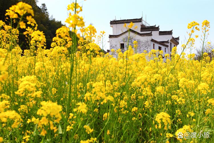 婺源九月份天气预报，婺源九月份天气预报实况？  第2张