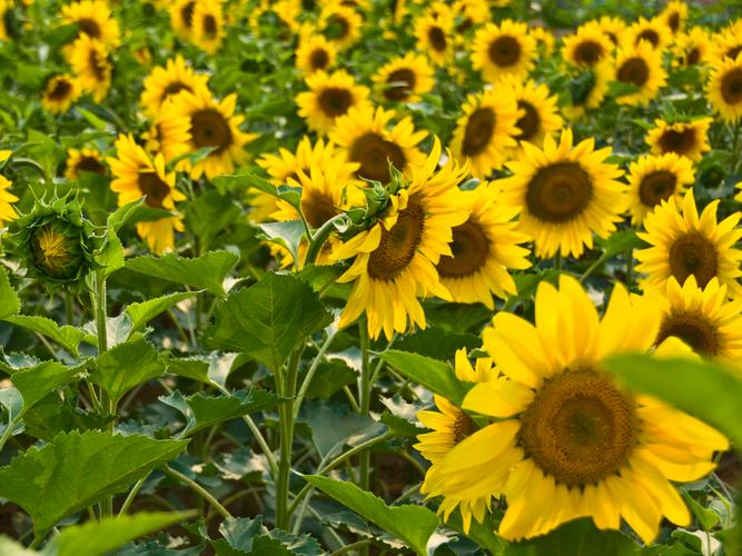 靖州7月份天气查询，靖州未来半个月天气  第5张