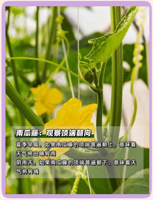 哪些植物能预报天气，哪些植物能预报天气情况  第1张