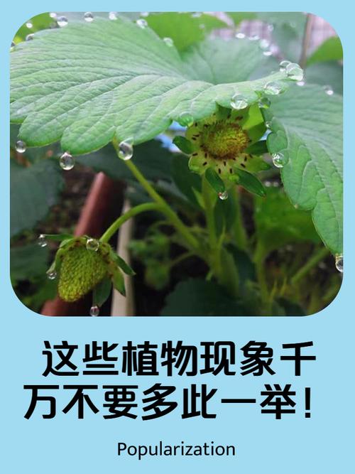 哪些植物能预报天气，哪些植物能预报天气情况  第2张