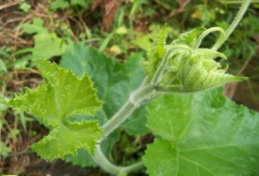 哪些植物能预报天气，哪些植物能预报天气情况  第5张