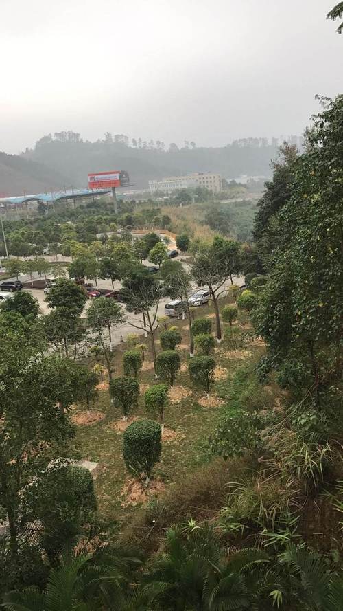 崇左江州十五天天气？没交配的鹦鹉会下蛋吗？  第5张