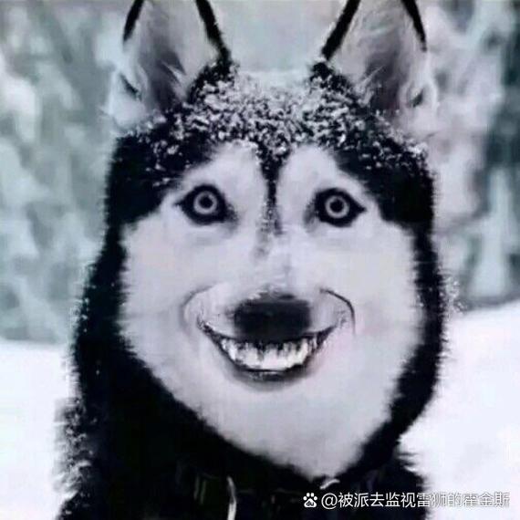 微笑狗原图，微笑狗原图高清？  第1张