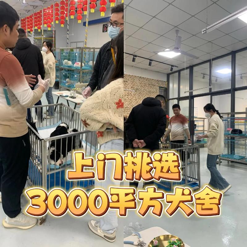 前十最贵的狗排名，最贵的狗排名榜  第2张