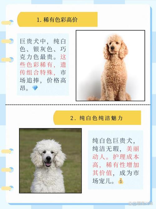 前十最贵的狗排名，最贵的狗排名榜  第5张