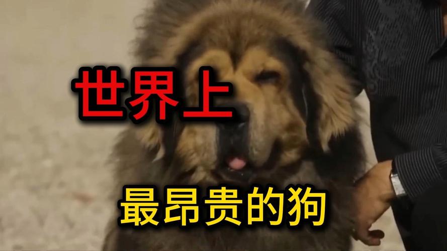 前十最贵的狗排名，最贵的狗排名榜  第6张