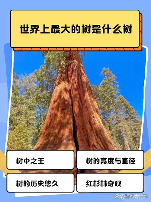 世界上最重的树，世界上最重的树木？  第1张