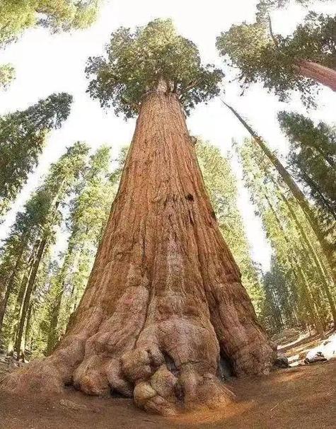 世界上最重的树，世界上最重的树木？  第3张