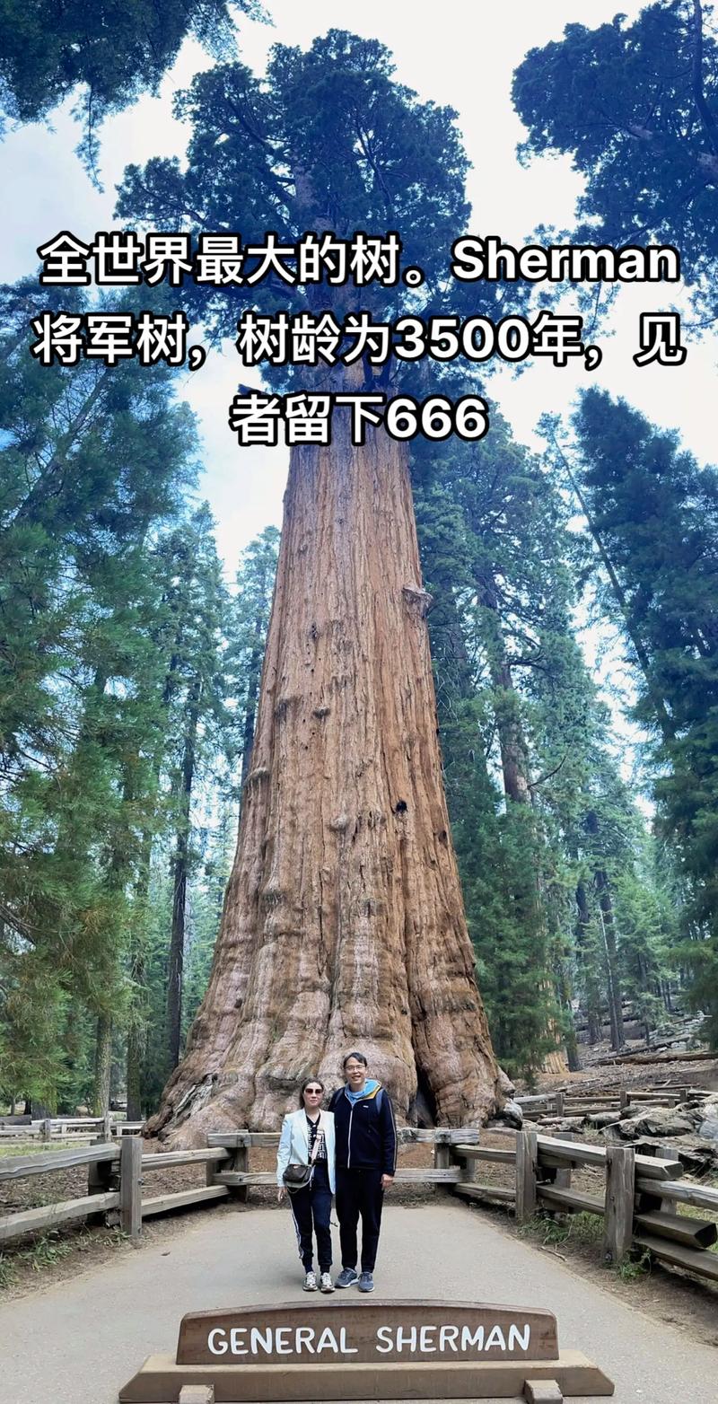 世界上最重的树，世界上最重的树木？  第5张