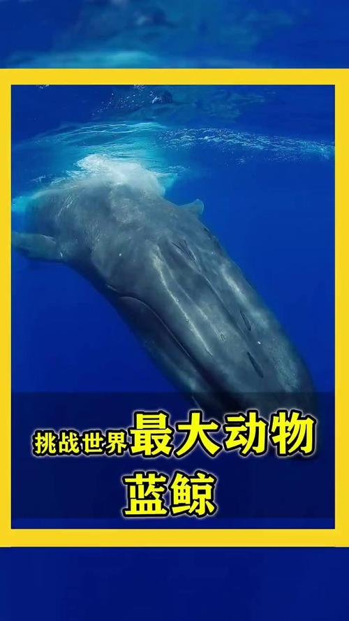 世界上最大的睾丸有多重，世界上最大睾丸得男人的名字？  第2张