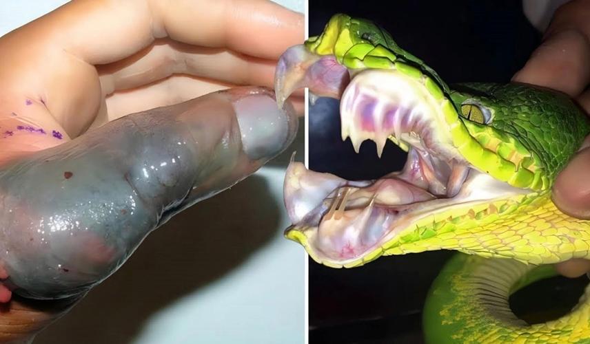 黄金箭毒蛙和海蛇谁厉害？黄金箭毒蛙大战蜈蚣？  第1张