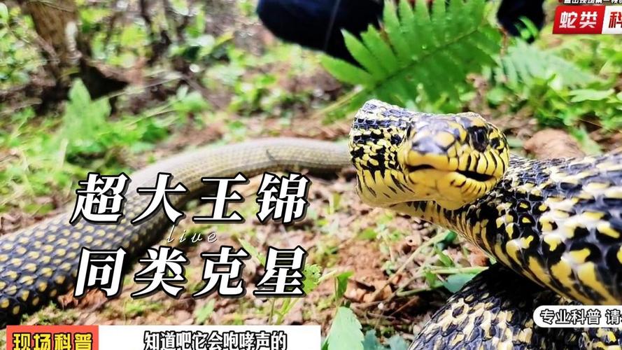 世界上最大的蛇是什么蛇视频？播放世界上最大的蛇长什么样？  第1张