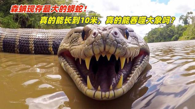世界上最大的蛇是什么蛇视频？播放世界上最大的蛇长什么样？  第4张