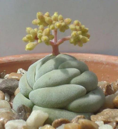 世界上最小的花图片？世界上最小的花图片大全？  第1张