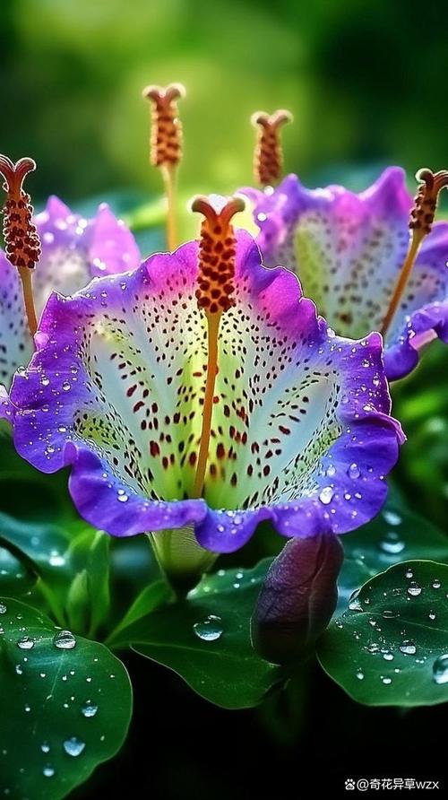 世界上最小的花图片？世界上最小的花图片大全？  第3张