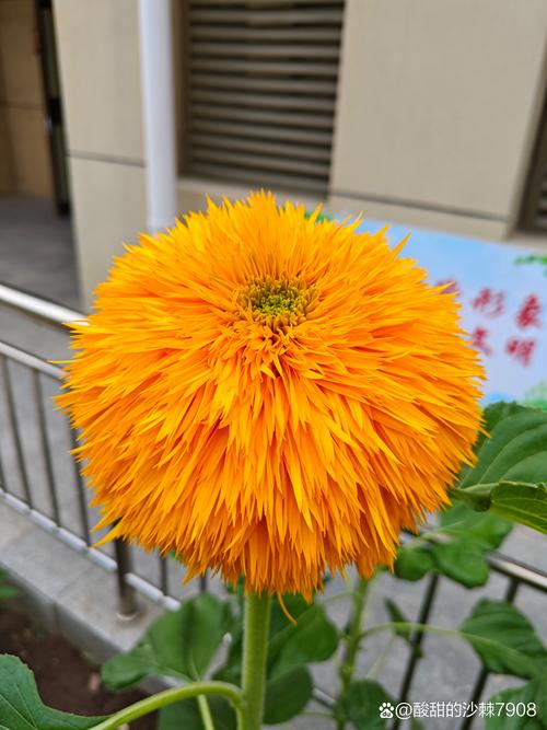 世界上最小的花图片？世界上最小的花图片大全？  第5张