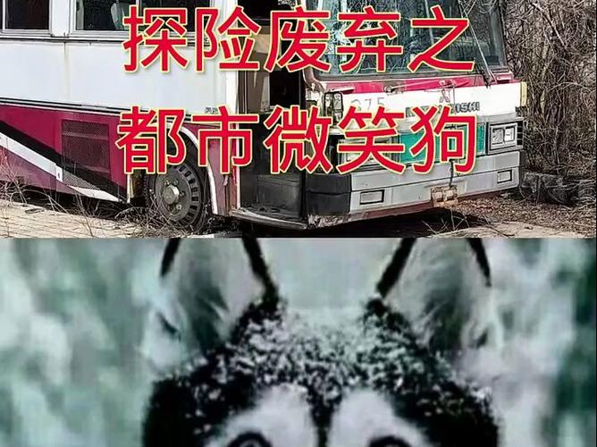 微笑狗世界都死了多少人，微笑狗世界是真的吗  第3张