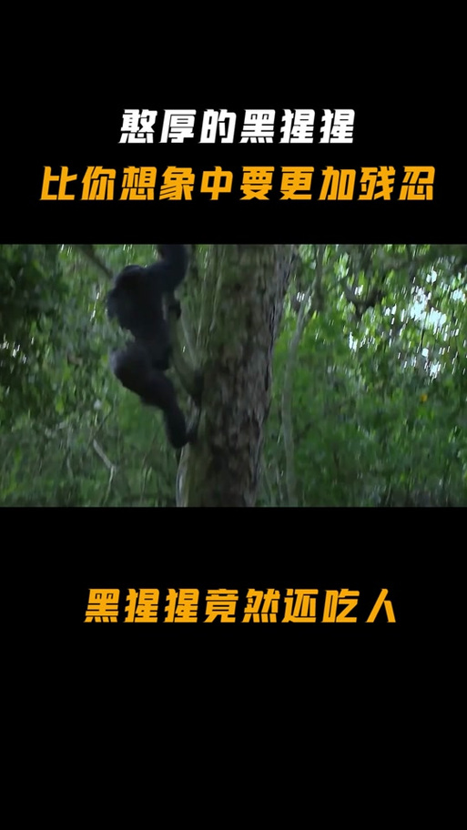 黑猩猩捕食猴子，黑猩猩捕食大猩猩？  第5张